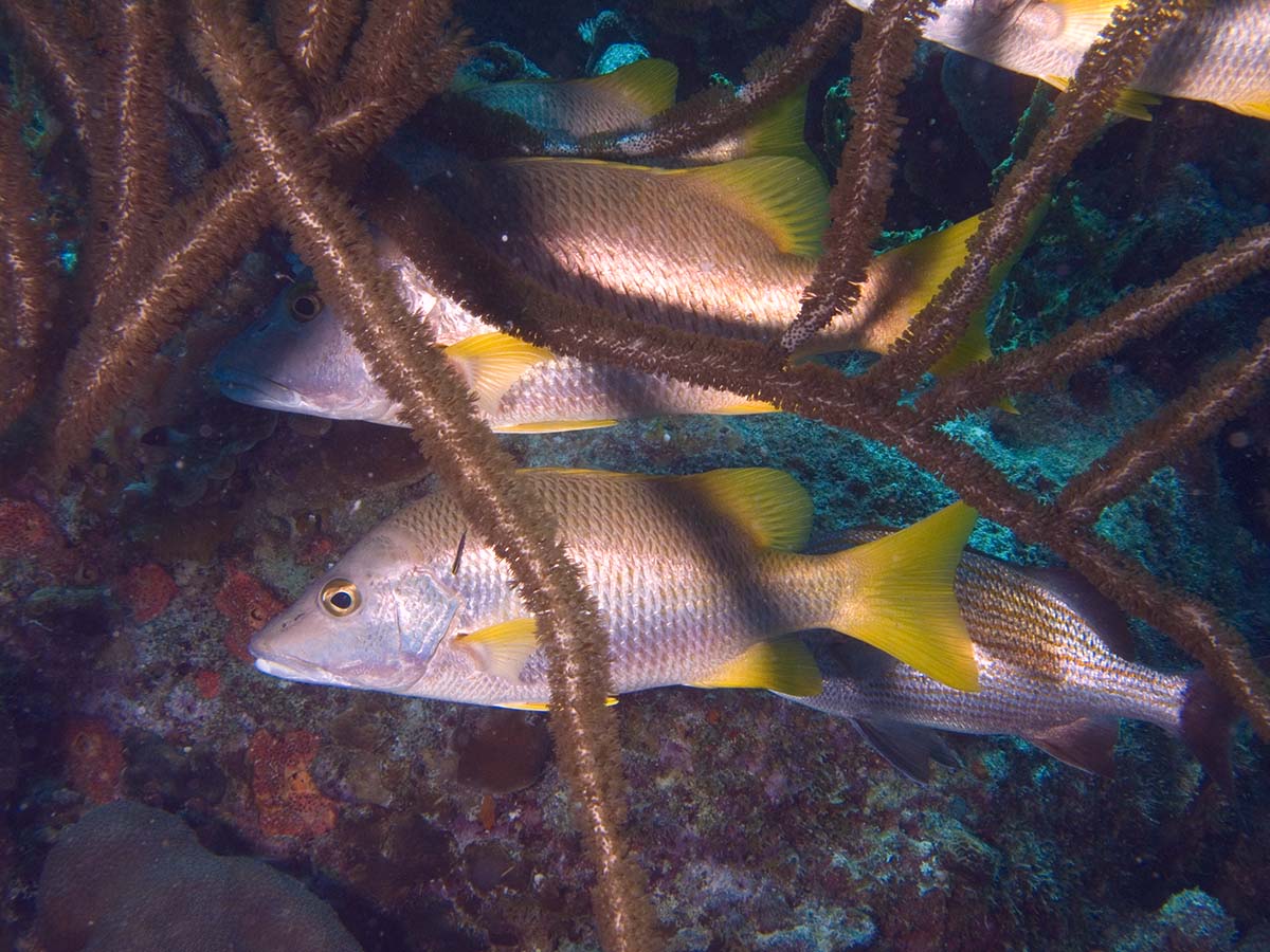 gal/Bonaire 2006/Schoolmasters5x3.jpg